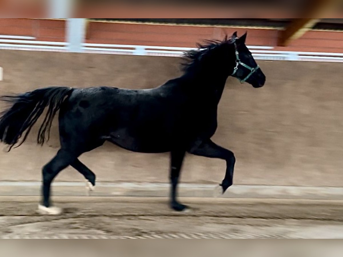 Oldenburgo Yegua 6 años 170 cm Negro in Vechta