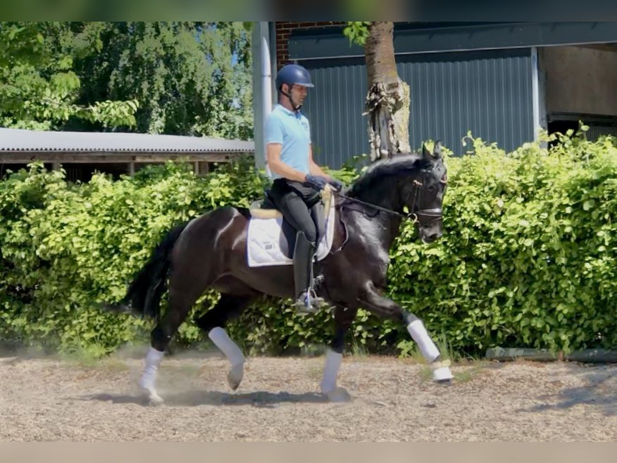 Oldenburgo Yegua 7 años 164 cm Negro in Neerkant
