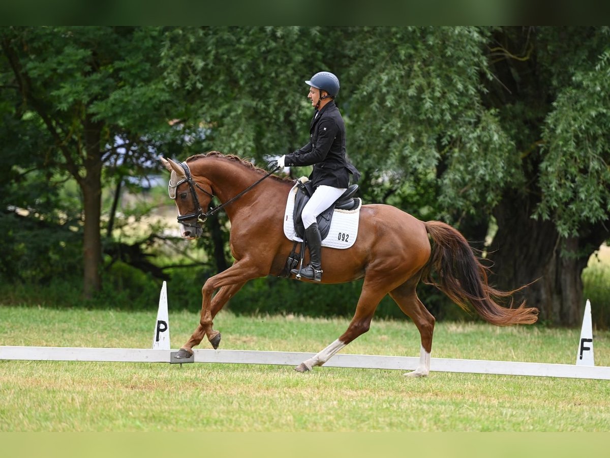 Oldenburgo Yegua 7 años 166 cm Alazán-tostado in M&#xFC;hlenbergeFriesack