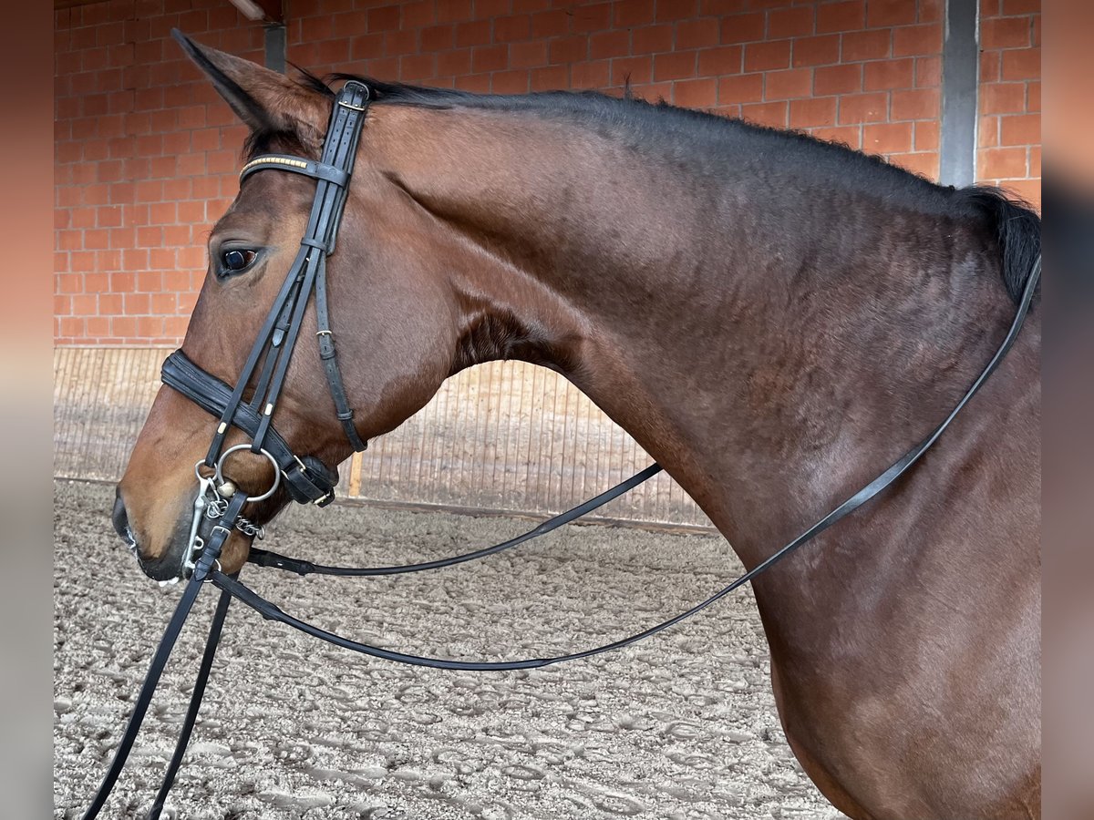 Oldenburgo Yegua 7 años 178 cm Castaño in Neuss