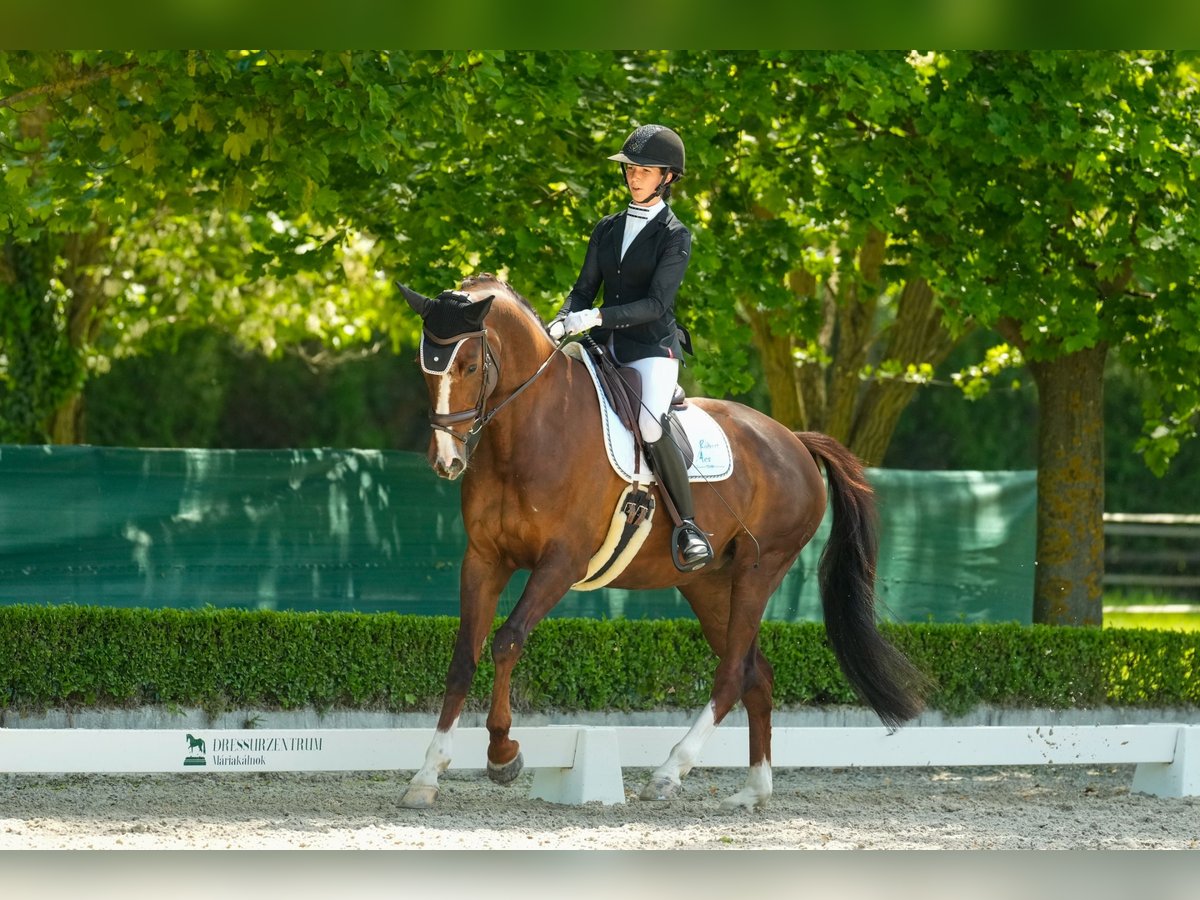 Oldenburgo Yegua 8 años 173 cm Alazán-tostado in Korneuburg