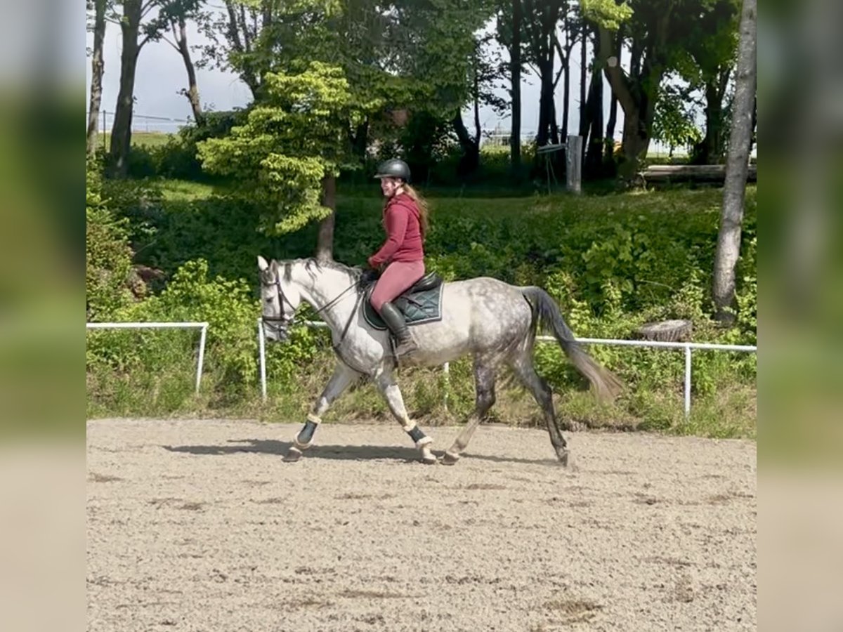 Oldenburgo Yegua 9 años 165 cm Tordo rodado in Pelmberg