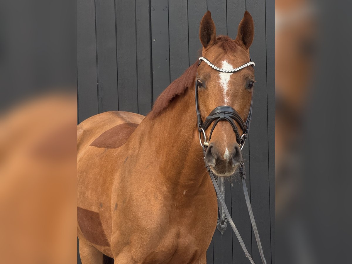 Oldenburgo Yegua 9 años 168 cm Alazán-tostado in Werder