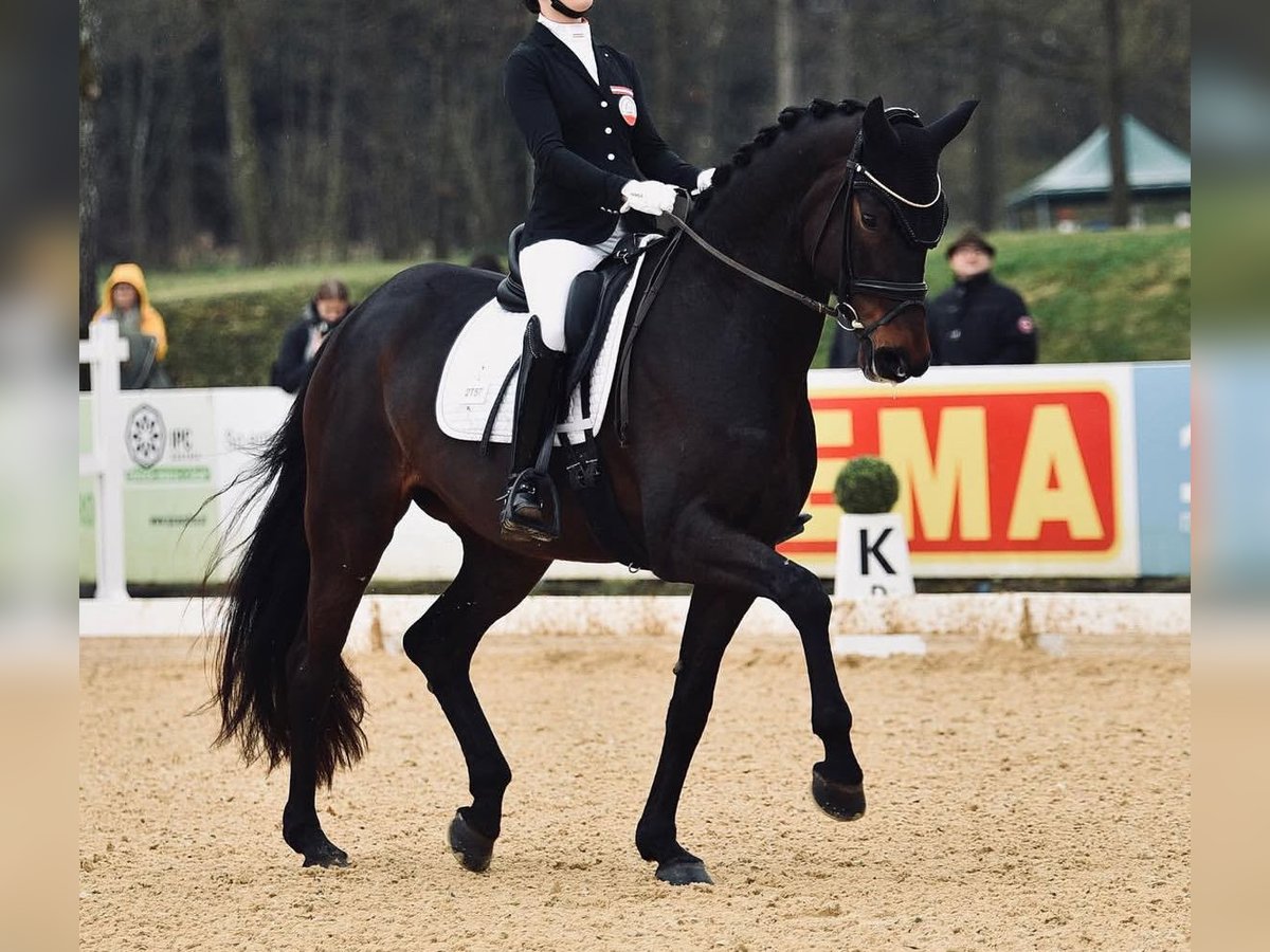Oldenburgo Yegua 9 años 173 cm Castaño oscuro in Deutenham
