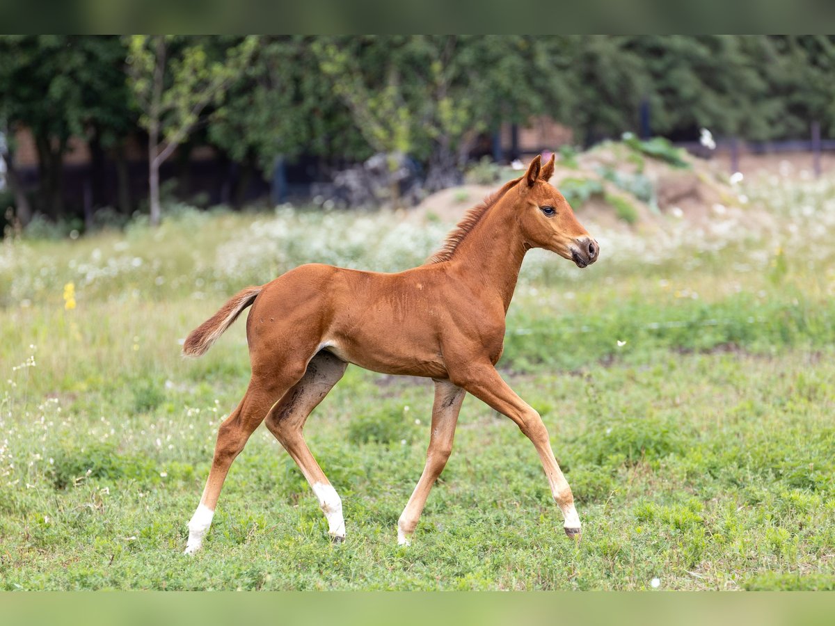 Oldenburgo Yegua Potro (05/2025) 165 cm Alazán in Alt Krenzlin