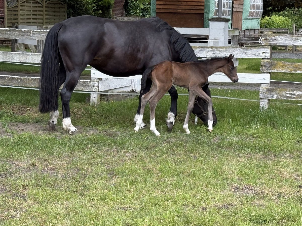 Oldenburgo Yegua  169 cm in Lengerich