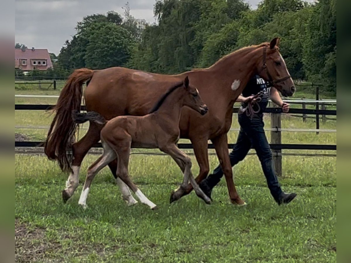 Oldenburgo Yegua  169 cm Castaño in Werlte