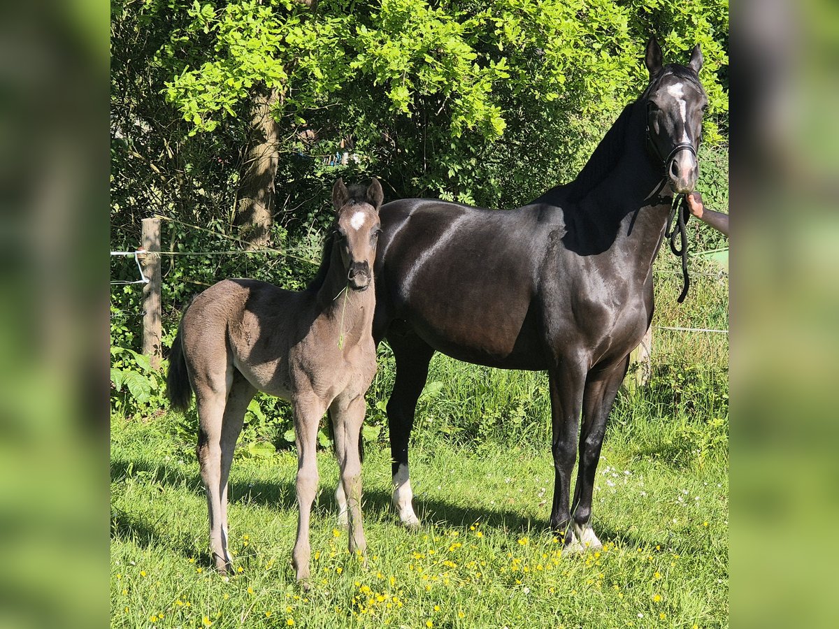 Oldenburgo Yegua  170 cm Negro in Westerstede