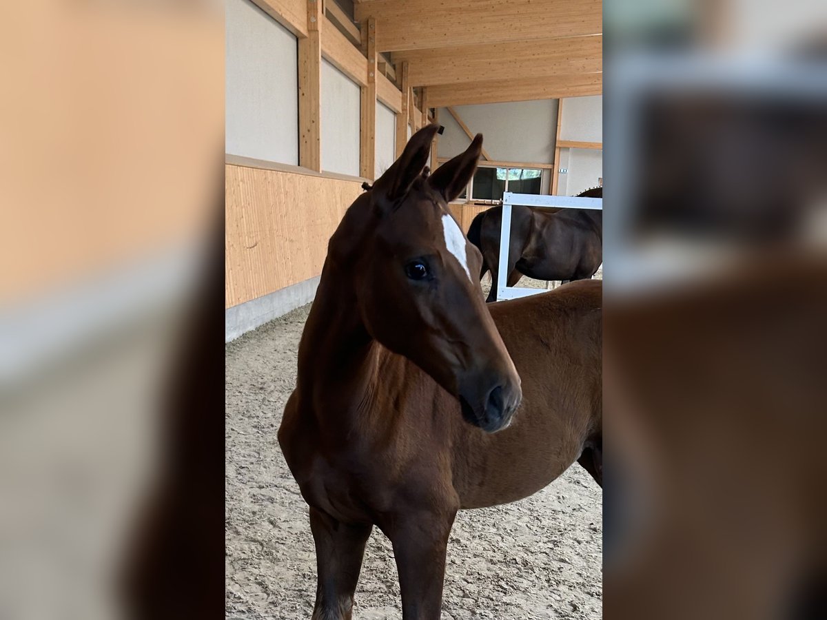 Oldenburgo Yegua Potro (04/2024) Alazán-tostado in Grönheim