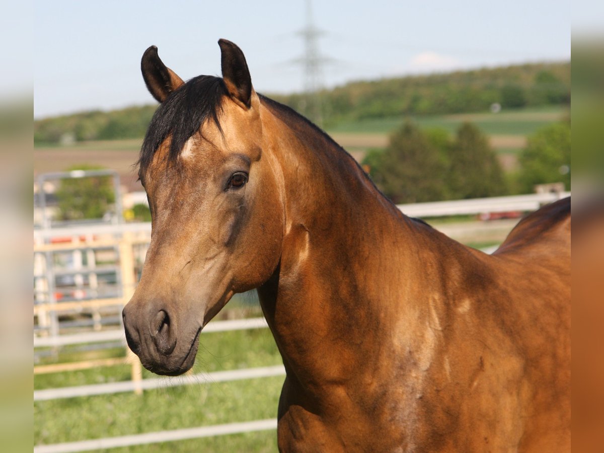 Onelittlestepforluna American Quarter Horse Hengst Buckskin in P&#xF6;ttsching