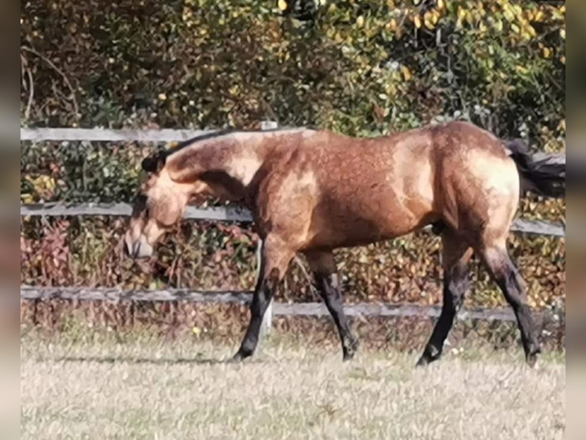 Onelittlestepforluna American Quarter Horse Hengst Buckskin in Pöttsching