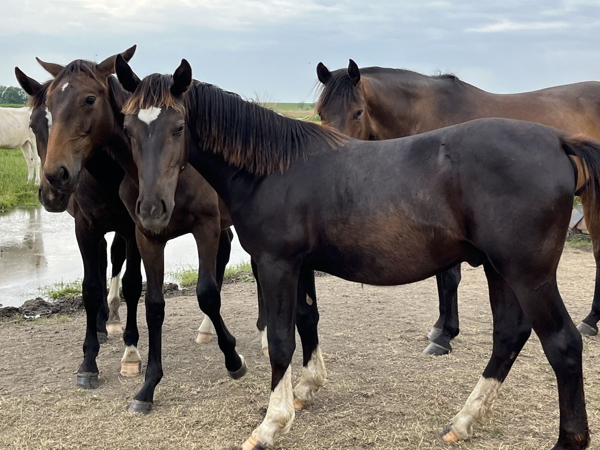Oost-Fries Hengst 1 Jaar 165 cm Zwart in D&#xF6;tlingen