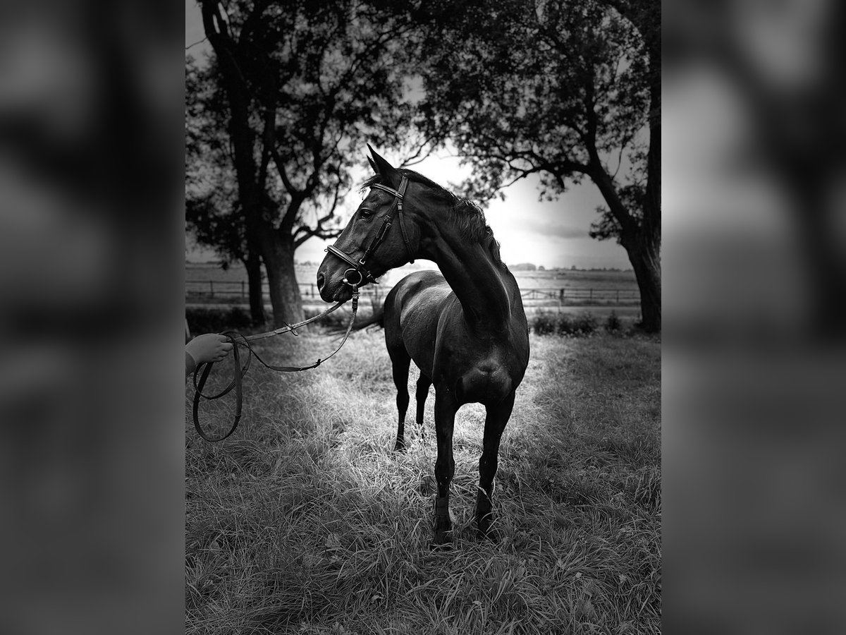 Oost-Fries Merrie 19 Jaar 167 cm Zwartbruin in Witzwort