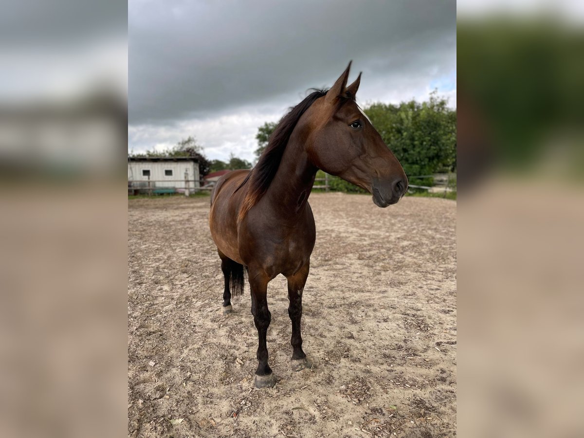 Oost-Fries Merrie 6 Jaar 155 cm Donkerbruin in Rhede