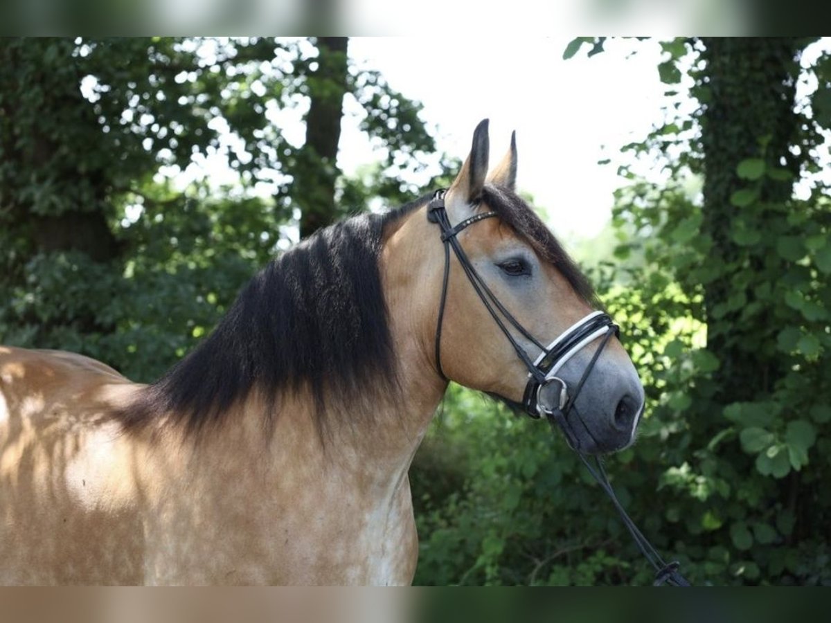 Oost-Fries Merrie 9 Jaar 156 cm in Jever