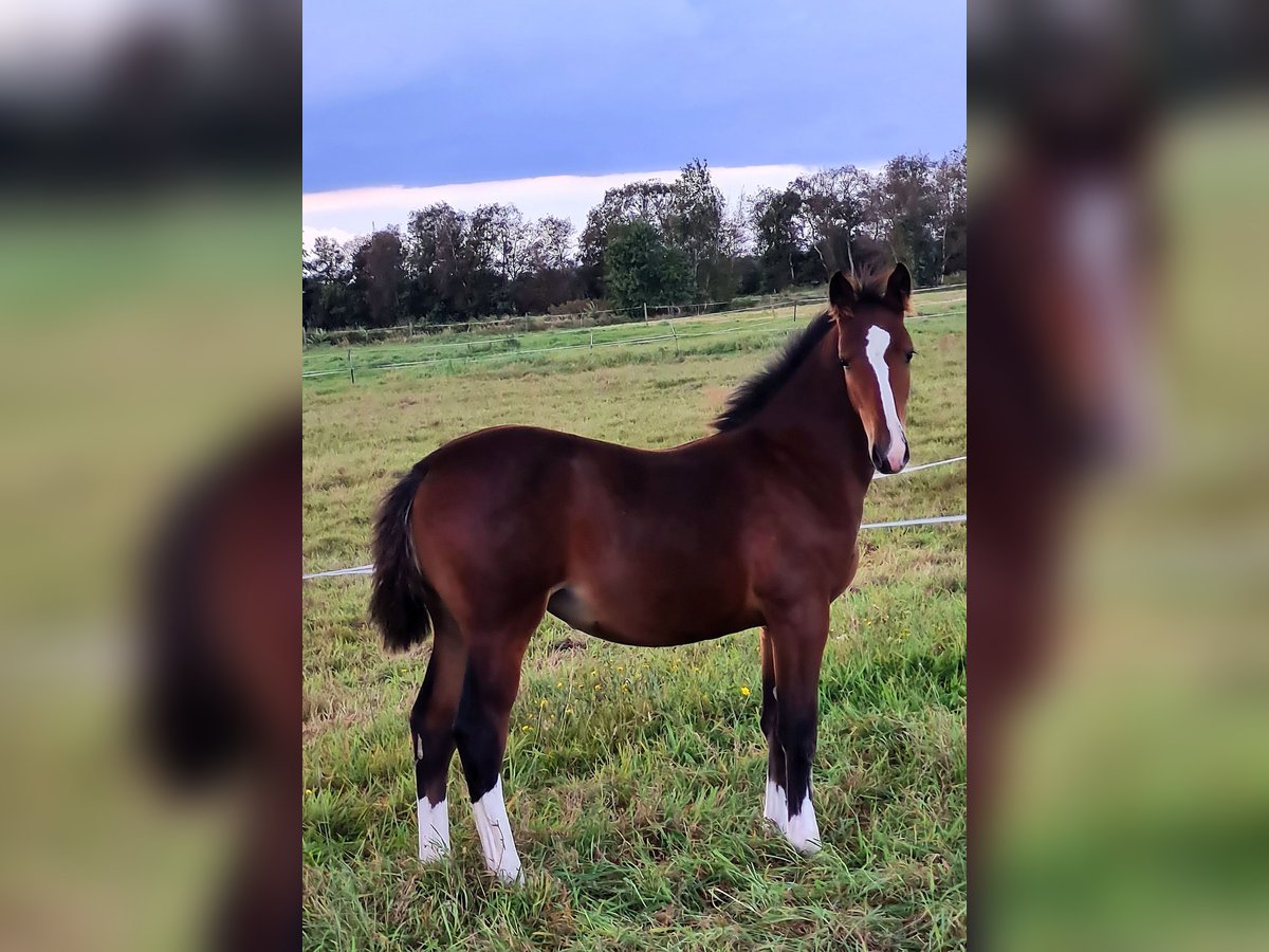 Oost-Fries Merrie  Bruin in Moormerland