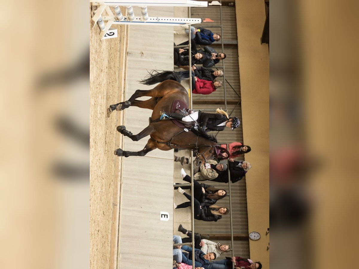 Oost-Fries Ruin 15 Jaar 176 cm Bruin in Trier