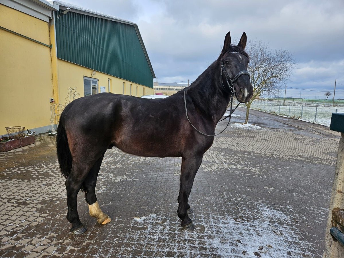 Oost-Fries Mix Ruin 8 Jaar 165 cm Zwart in Salbitz