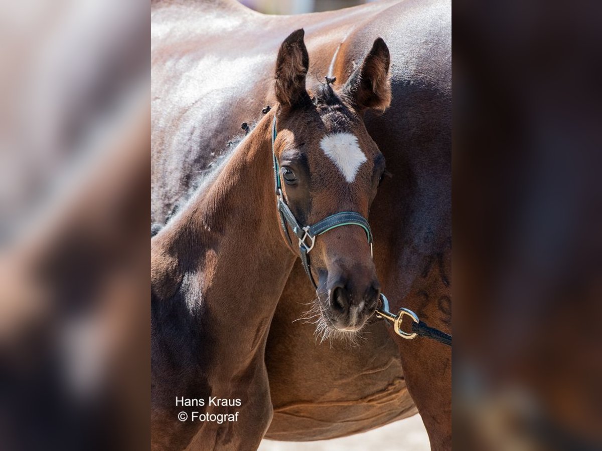 Oostenrijks warmbloed Hengst 1 Jaar in Kollmitzdörfl