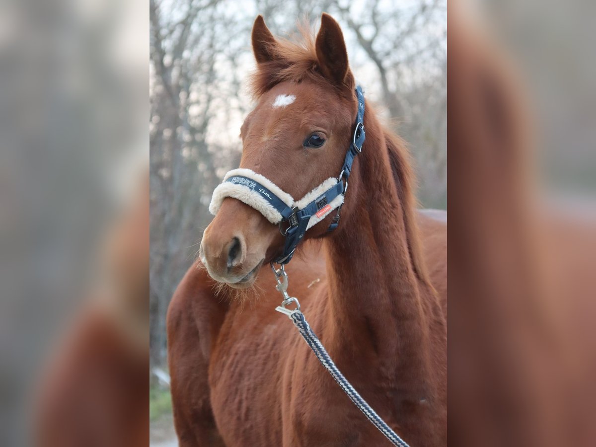 Oostenrijks warmbloed Hengst 1 Jaar Vos in Götzendorf