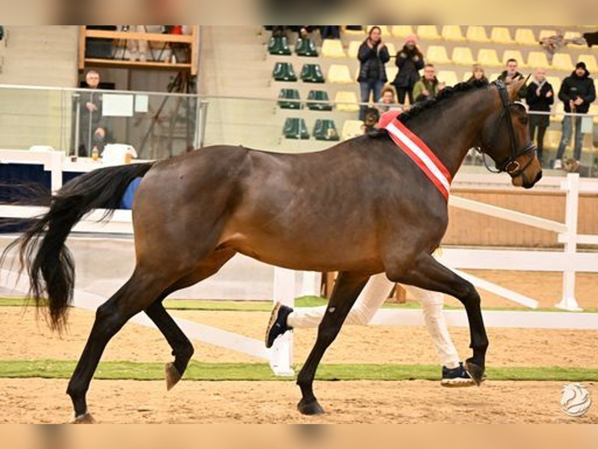 Oostenrijks warmbloed Hengst 3 Jaar 176 cm Donkerbruin in Großlobming