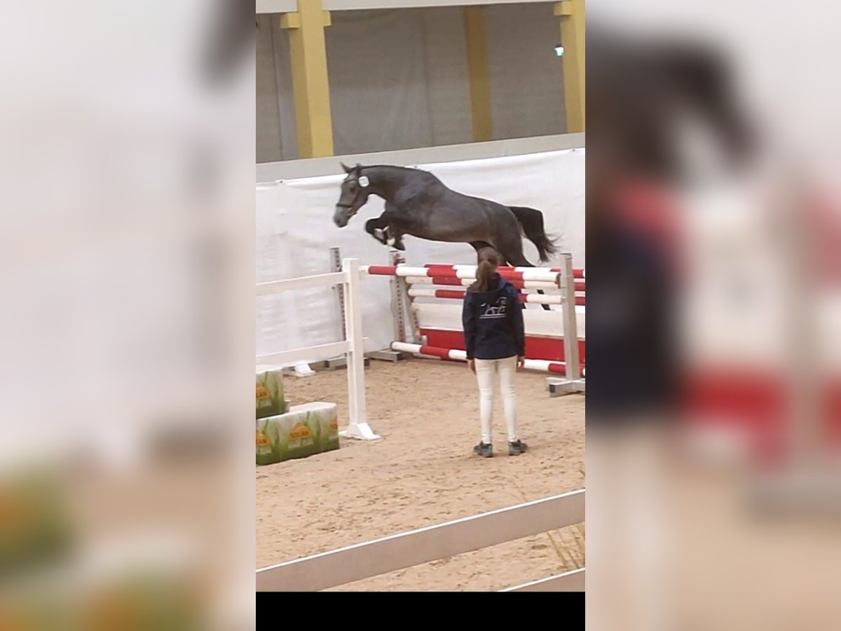 Oostenrijks warmbloed Hengst 4 Jaar 165 cm Schimmel in Kohfidisch