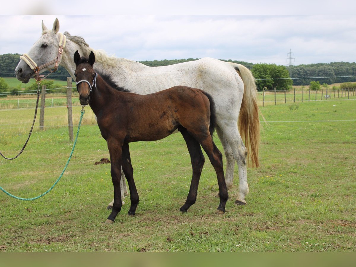 Oostenrijks warmbloed Hengst Veulen (04/2025) 165 cm Schimmel in Dra&#xDF;markt