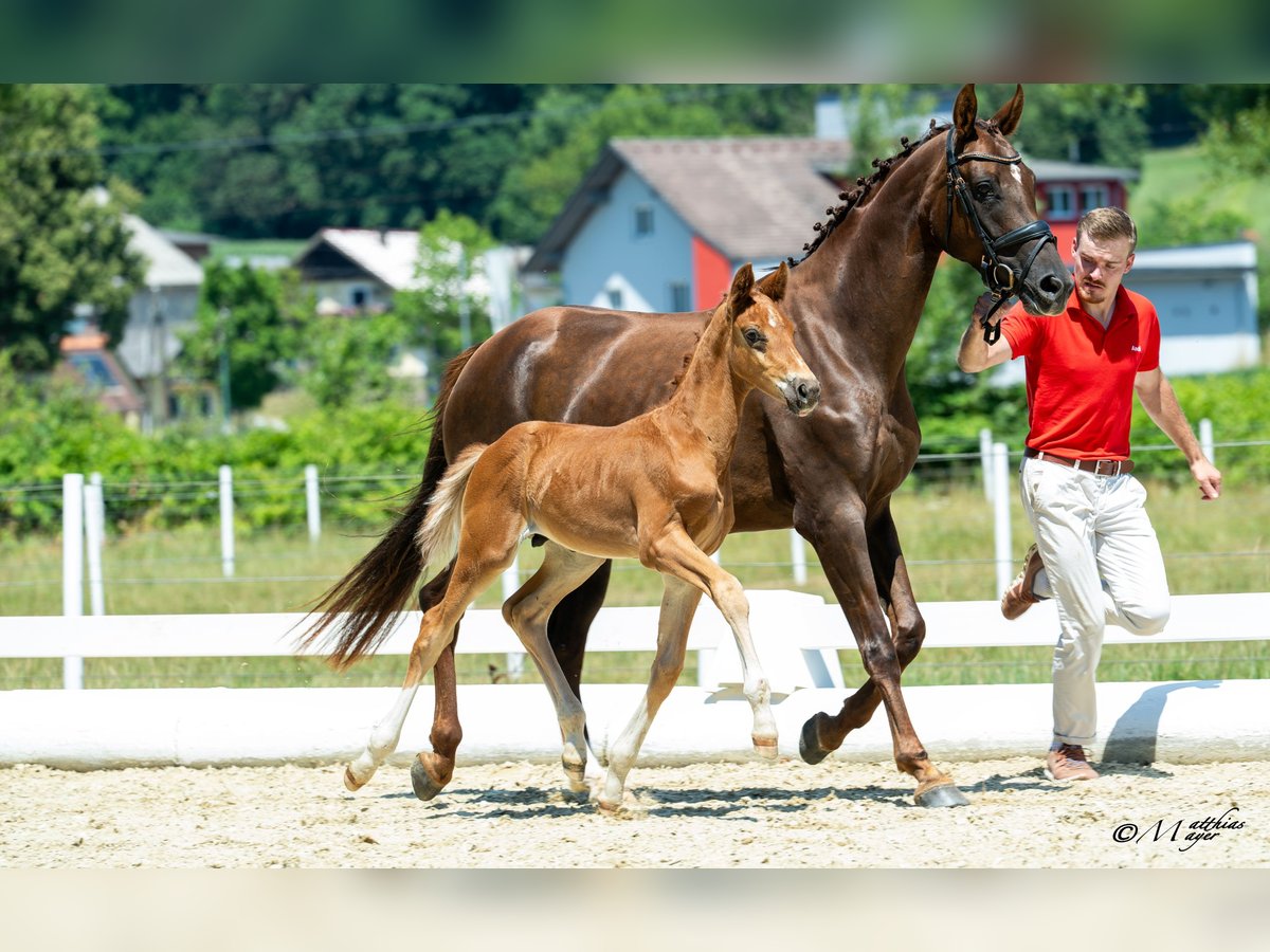 Oostenrijks warmbloed Hengst Veulen (05/2025) 170 cm Donkere-vos in Sankt Marein bei Knittelfeld