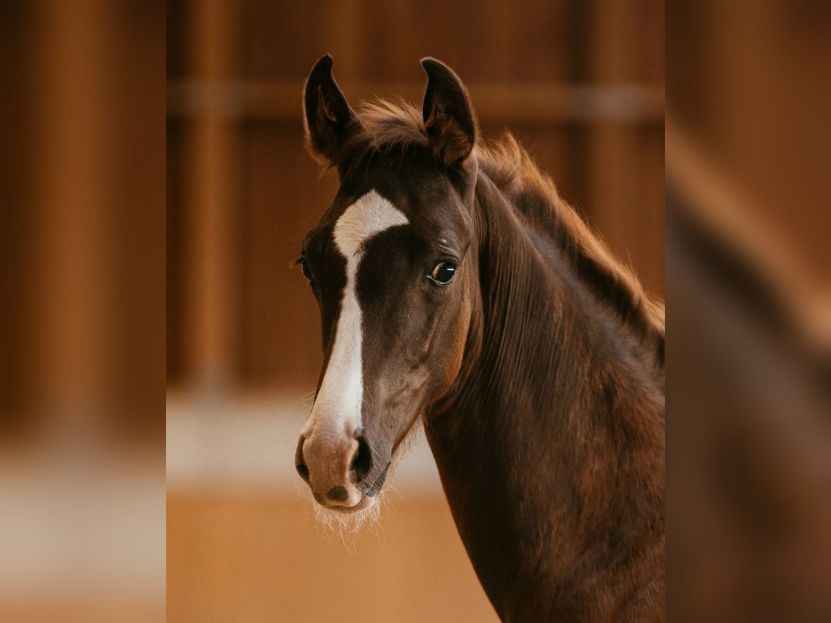 Oostenrijks warmbloed Hengst veulen (05/2024) 170 cm Donkere-vos in Unterpetersdorf