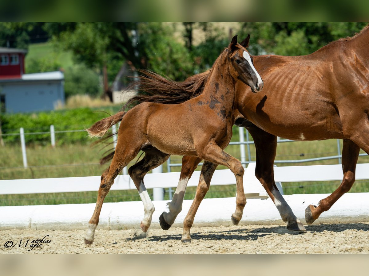 Oostenrijks warmbloed Hengst Veulen (04/2025) 170 cm Vos in St. Marein / Feistritz