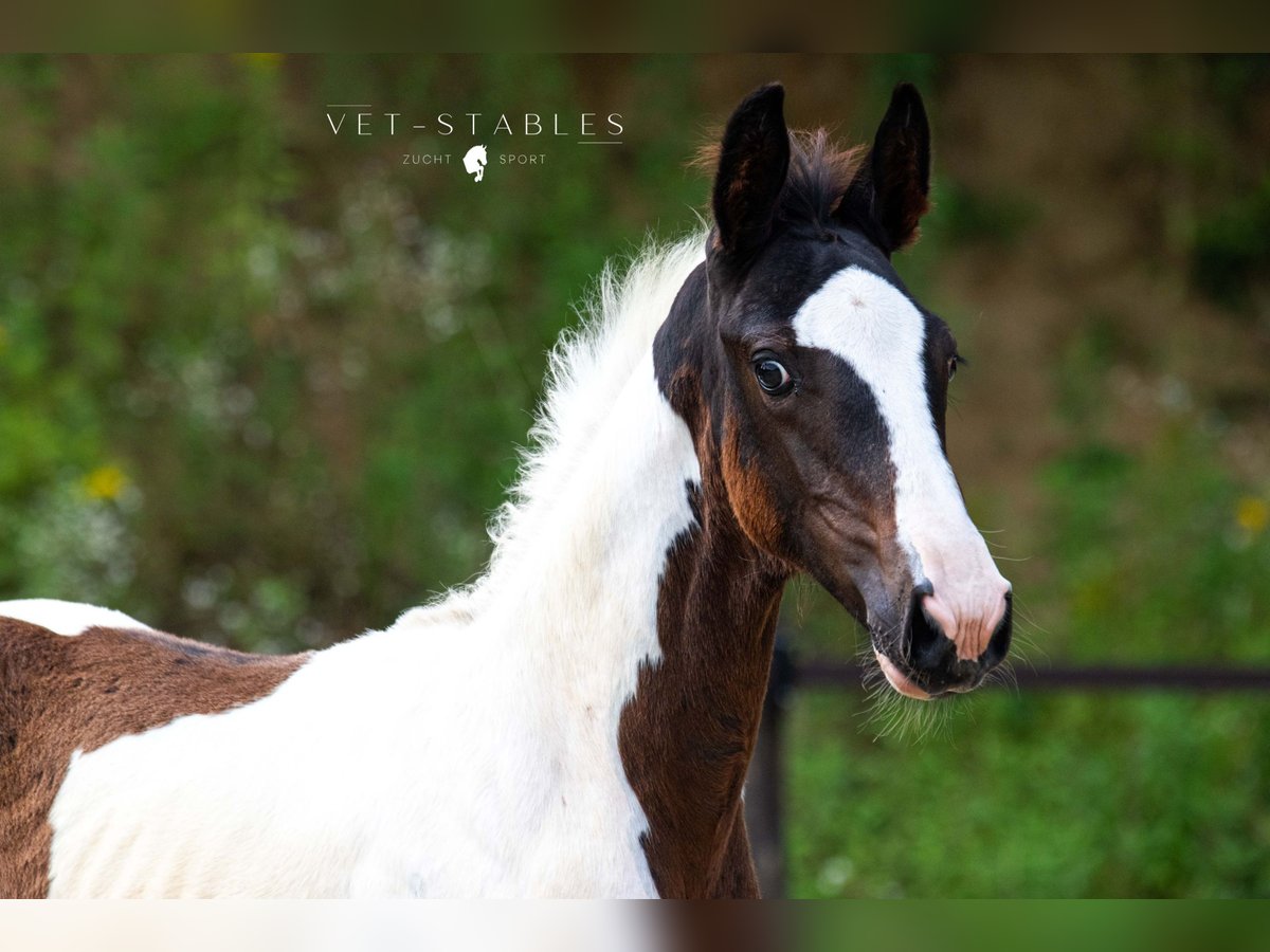 Oostenrijks warmbloed Hengst veulen (05/2024) 172 cm Tobiano-alle-kleuren in Entschendorf