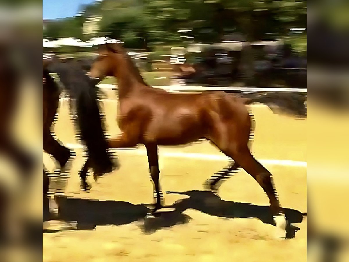 Oostenrijks warmbloed Hengst veulen (06/2024) Bruin in Andorf