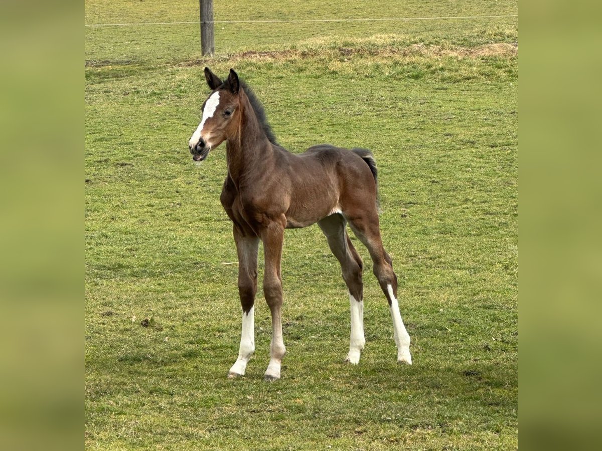 Oostenrijks warmbloed Hengst  Bruin in Aurolzm&#xFC;nster