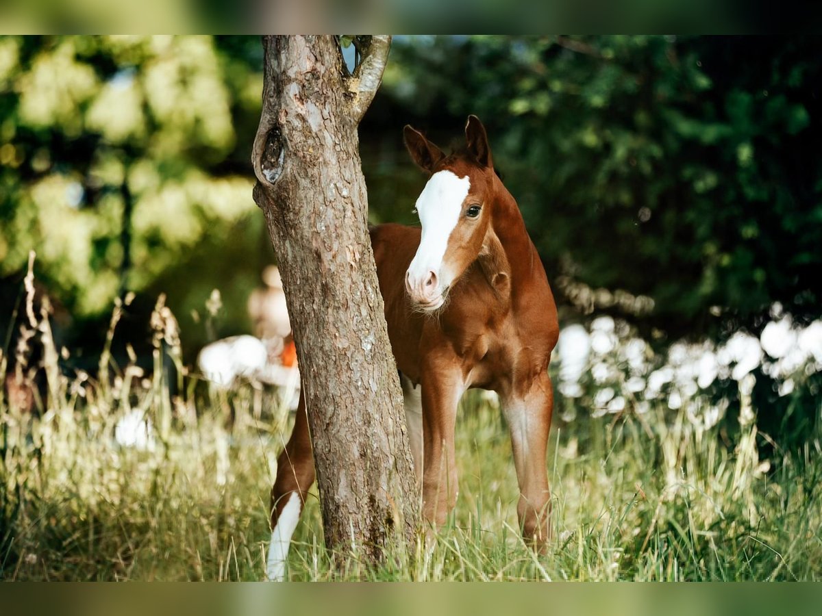Oostenrijks warmbloed Hengst Veulen (06/2025) Bruin in Unterwald