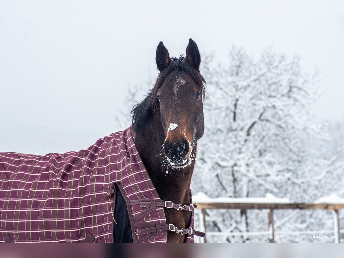 Oostenrijks warmbloed Merrie 10 Jaar 164 cm Bruin in Pöllau bei Gleisdorf