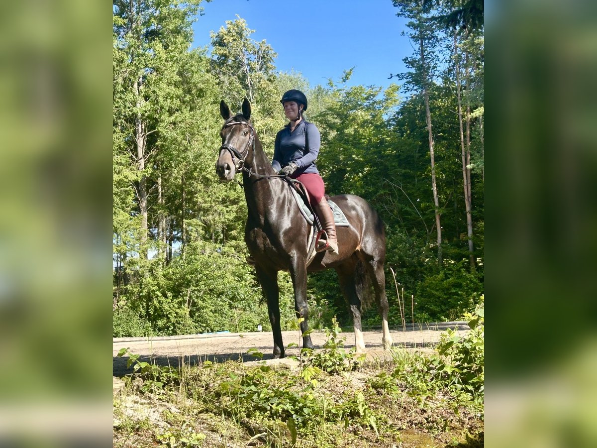 Oostenrijks warmbloed Merrie 10 Jaar 168 cm Donkerbruin in Pelmberg