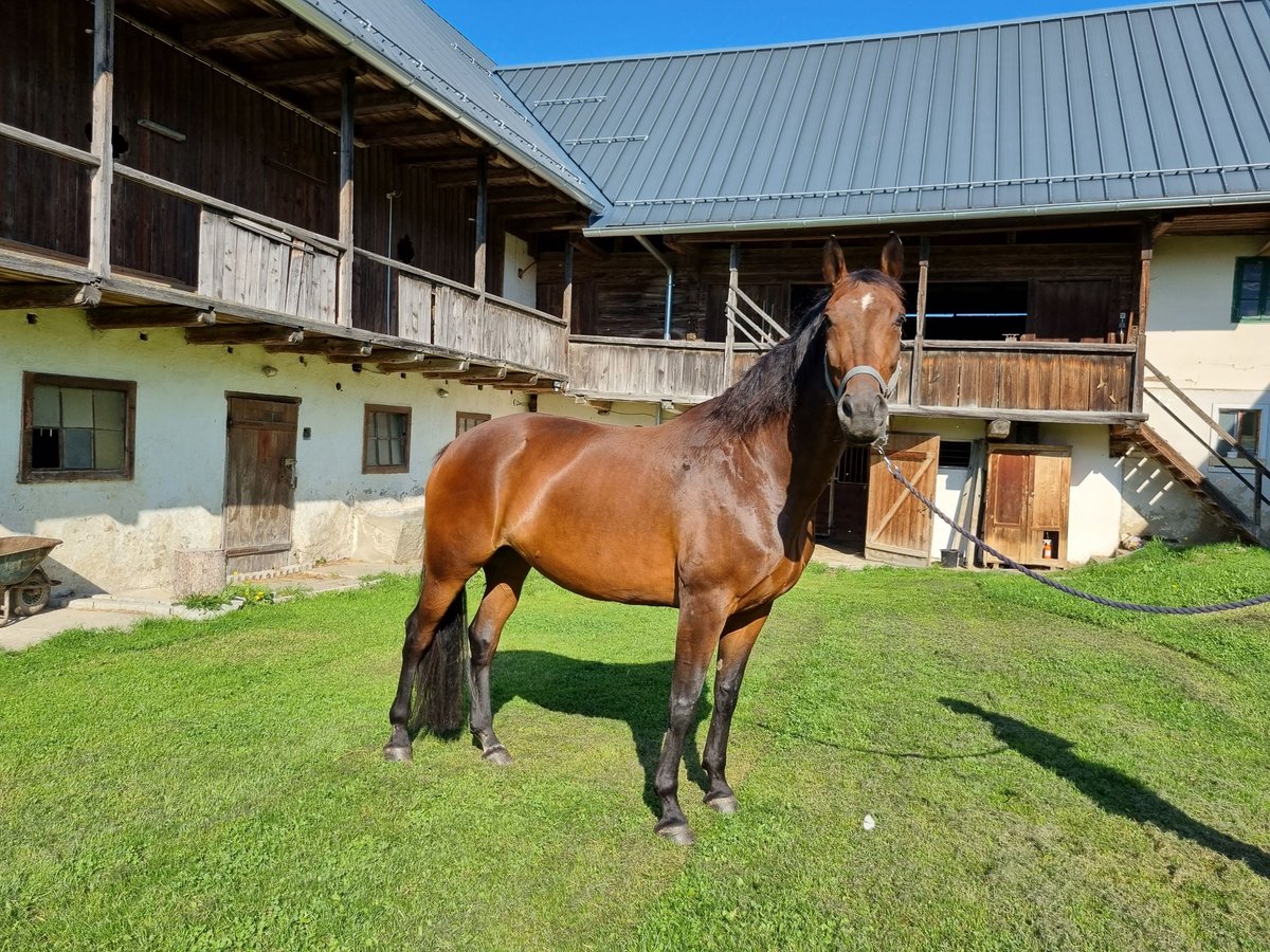 Oostenrijks warmbloed Merrie 11 Jaar 168 cm Bruin in Floing