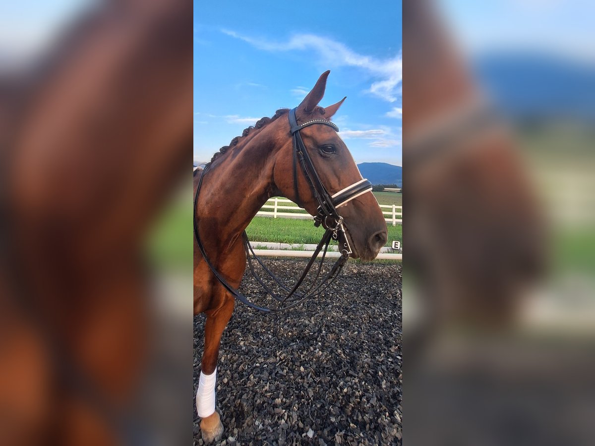 Oostenrijks warmbloed Merrie 12 Jaar 173 cm Vos in Sachendorf