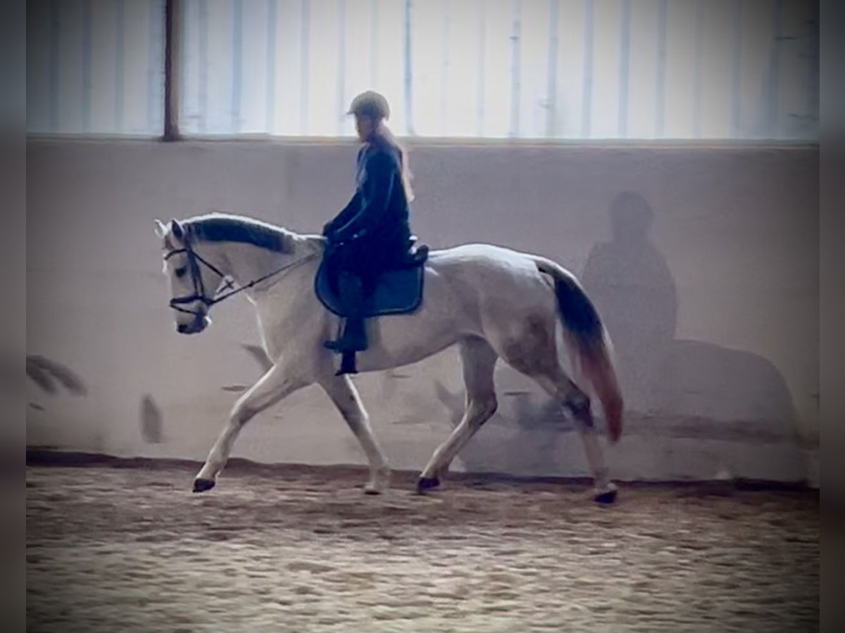 Oostenrijks warmbloed Merrie 13 Jaar 168 cm Schimmel in Pelmberg