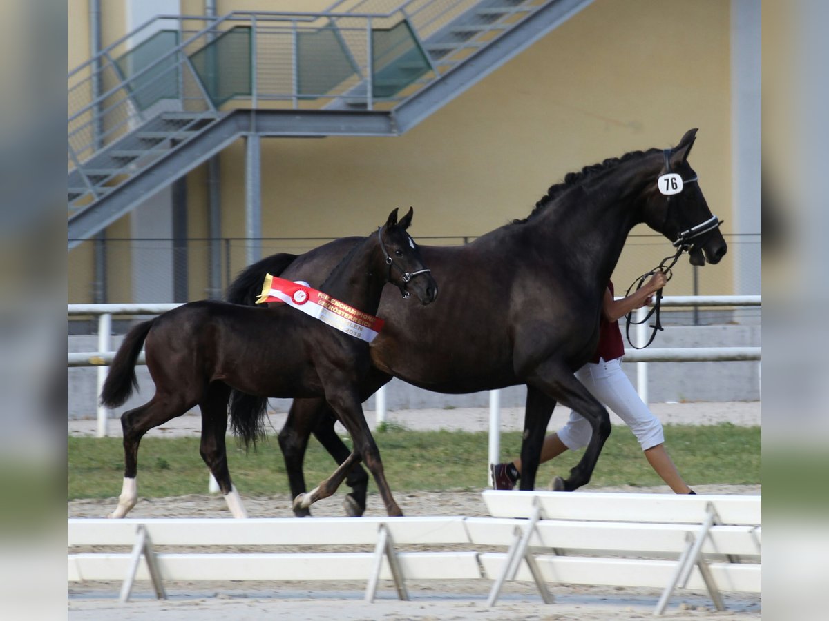 Oostenrijks warmbloed Merrie 15 Jaar 168 cm Zwartbruin in Tragwein