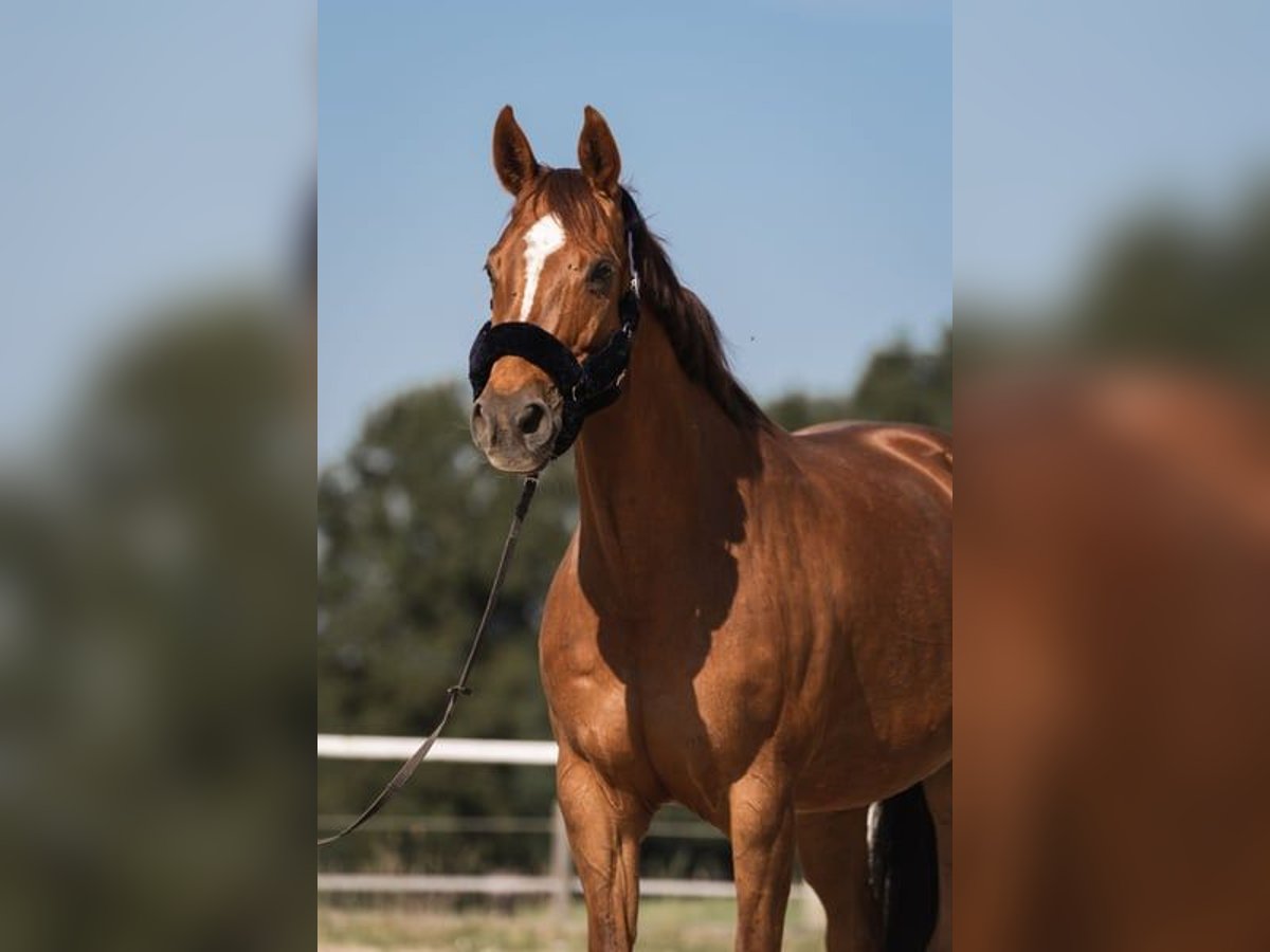 Oostenrijks warmbloed Merrie 15 Jaar 172 cm Donkere-vos in Kirchberg an der pielach
