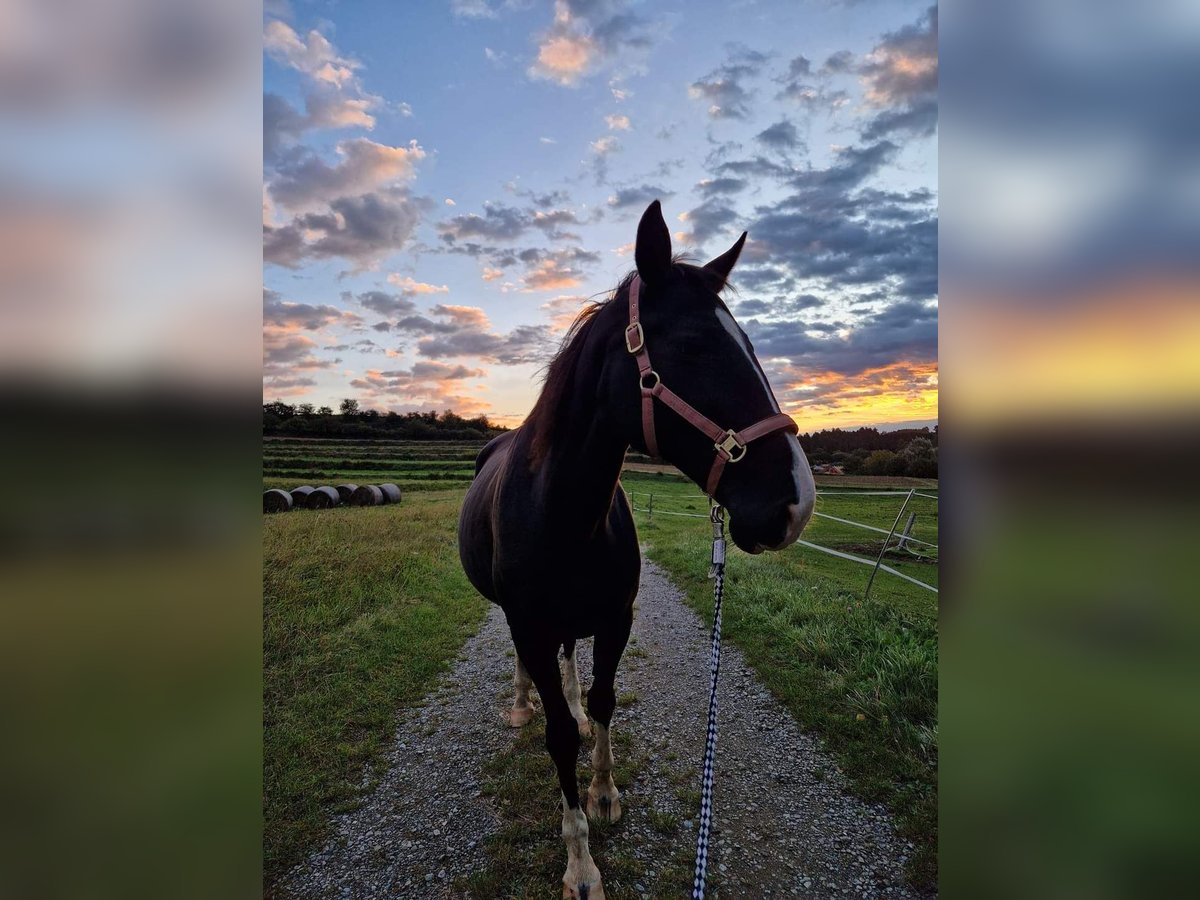 Oostenrijks warmbloed Merrie 16 Jaar 165 cm Zwart in Werschenschlag