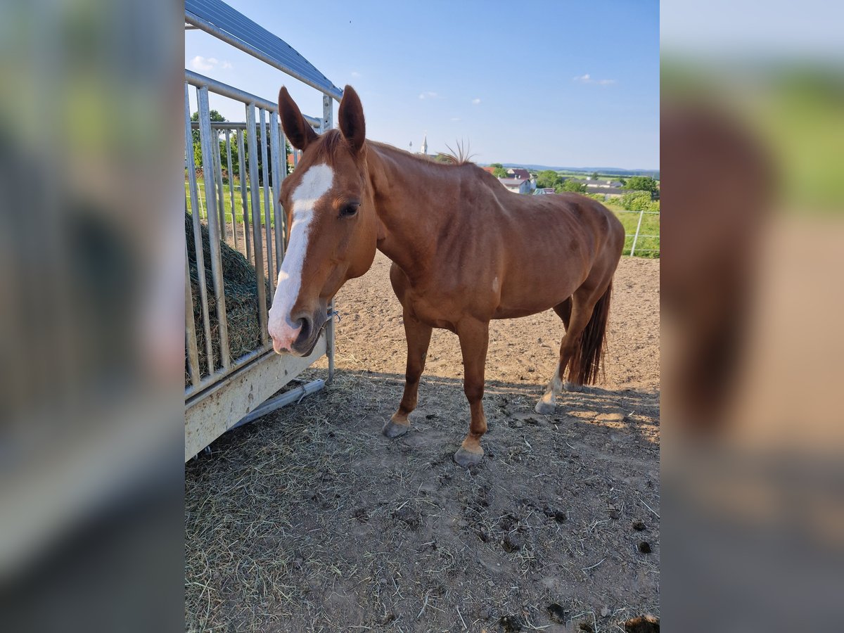 Oostenrijks warmbloed Merrie 16 Jaar 172 cm Vos in Dra&#xDF;markt