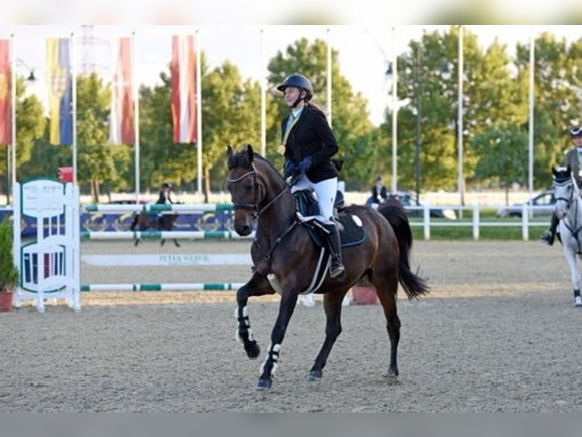 Oostenrijks warmbloed Merrie 16 Jaar Bruin in Würflach