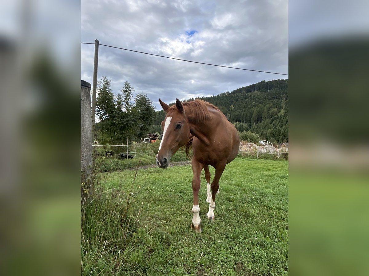 Oostenrijks warmbloed Merrie 17 Jaar 170 cm Vos in Gurk