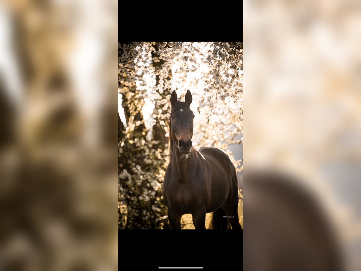 Oostenrijks warmbloed Merrie 18 Jaar 161 cm Donkerbruin in Oberlangkampfen