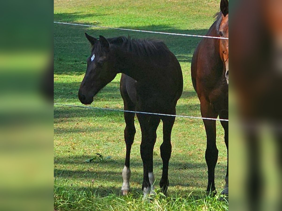 Oostenrijks warmbloed Merrie 1 Jaar 180 cm Zwartbruin in Minihof-Liebau