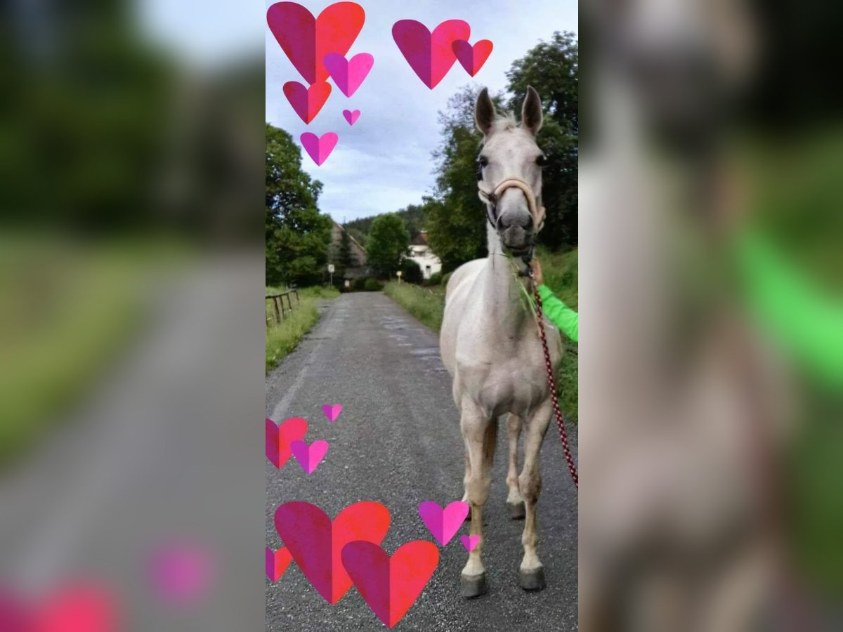 Oostenrijks warmbloed Merrie 21 Jaar 174 cm Schimmel in Timmersdorf