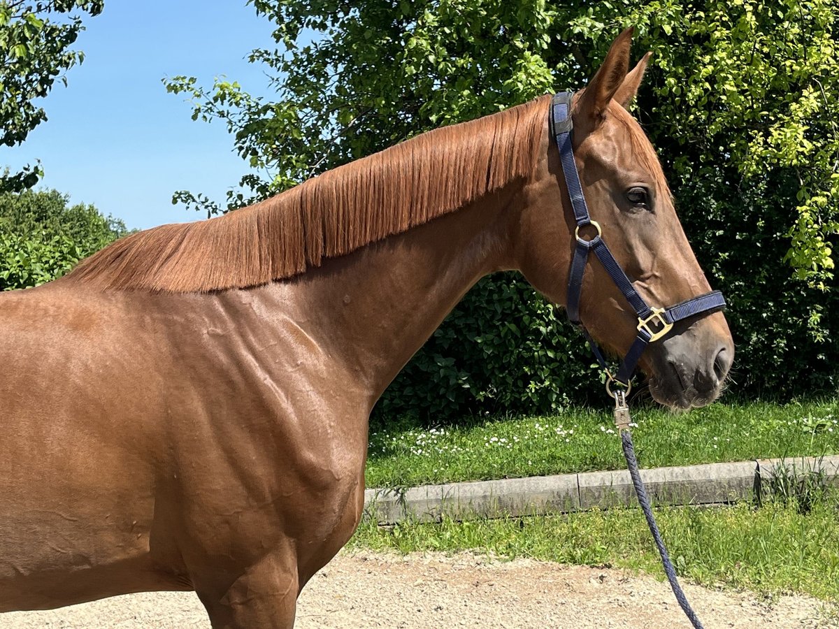 Oostenrijks warmbloed Merrie 3 Jaar 170 cm Donkere-vos in Heiligenkreuz