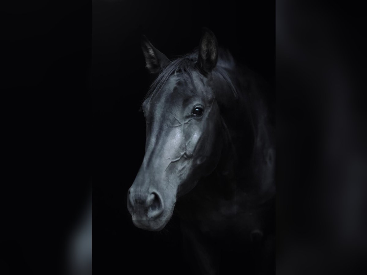 Oostenrijks warmbloed Merrie 3 Jaar 170 cm Zwart in stadl Paura